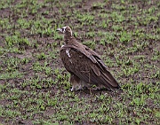 Hooded vulture (necrosyrtes monachus), Serengeti